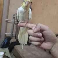 جوجه عروس هلندی