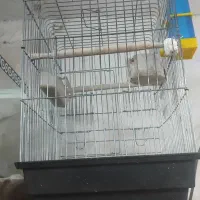 فروش  قفس