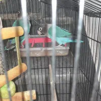 کوتله برزیلی