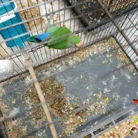 طوطی برزیلی