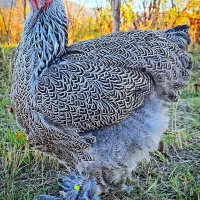 فروش نیمچه برهما دارک|حیوانات مزرعه|قائمشهر, |دیوار