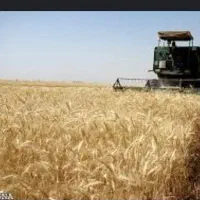 گندم بذر .دره شهر