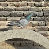 کبوتر تهرانی