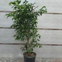 بنجامین|گل و گیاه طبیعی|رشت, جانبازان|دیوار