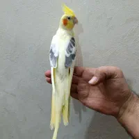 عروس هلندی از نسل سخنگو