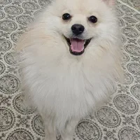 سگ پامر روباهی|سگ|یزد, |دیوار