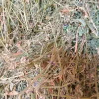 بیده یونجه|حیوانات مزرعه|بجنورد, |دیوار