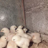 فروش فوری ۸عدد جوجه برهما گلد