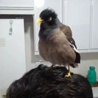 میناسخنگووراج|پرنده|قصرشیرین, |دیوار