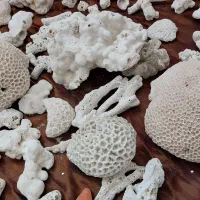 سنگ آکواریوم. ماهی