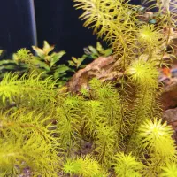 گیاه و‌ گوپی|ماهی|مشکین‌دشت, |دیوار