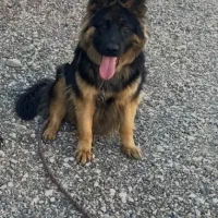 ژرمن شولاین دوساله|سگ|گنبد کاووس, |دیوار