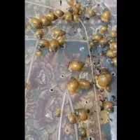 حلزون|خزنده|فسا, |دیوار