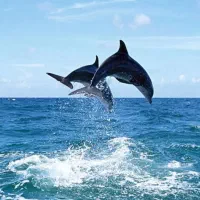 گشت جزیره با راننده لیدر بومی