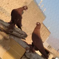 گمشده در مرند