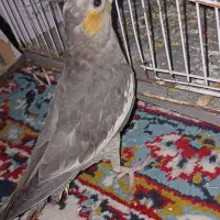 یک جفت عروس هلندی|پرنده|شادگان, |دیوار