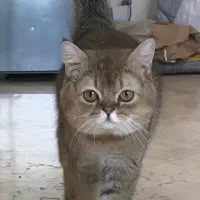 گربه بریتیش گلدن