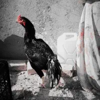 خروس|حیوانات مزرعه|خاش, |دیوار