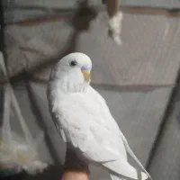 مرغ عشق