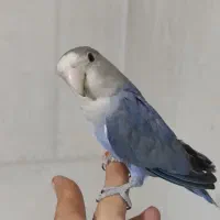 طوطی بریزلی دستی