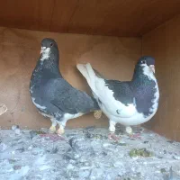 کبوتر|پرنده|شیراز, داریون|دیوار