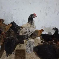 جوجه های یک ماه و دو ماهه|حیوانات مزرعه|تهران, راه آهن|دیوار