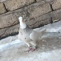 طوقی سرور ماده