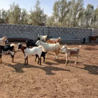 کهره بز