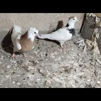 جفت طوقی کاکل معاوظه|پرنده|سراوان, |دیوار