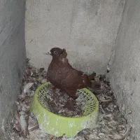 کبوتر راعبی سرخ