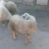 سه عدد بره نر
