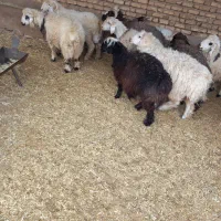 فروش ۸راس بره  نر