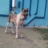 ماده خراسانی اصیل 16 ماهه شجره دار|سگ|خان ببین, |دیوار