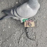 دوتا ماده سبز کرمونی هوایی قلدر|پرنده|تربت‌حیدریه, اندیشه|دیوار