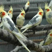 عروس لوتینو یا البینو سخنگو