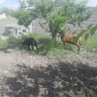 گوسفندماده بره نر