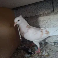 کبوتر جوجه|پرنده|ماکو, |دیوار