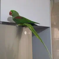 شاه طوطی