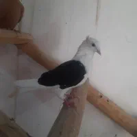 کفتر
