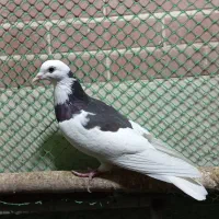 کفتر فروشی|پرنده|طبس, |دیوار