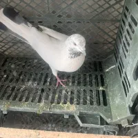 کبوتر پرشی|پرنده|کاشان, صنعت|دیوار