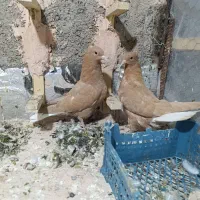 جوانه زردمسفید