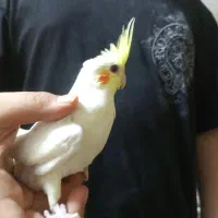 عروس هلندی|پرنده|ری, ملک‌آباد|دیوار