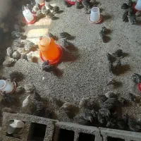 بلدرچین سرایان