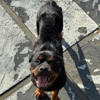 سگ روتوایلر استثنایی