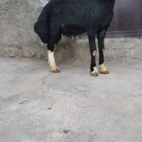 بره قوچ قره چال اصل پوست گاوی