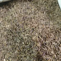زیره سیاه کوهی کلات نادر