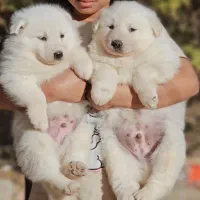 توله سامویید|سگ|کرمان, |دیوار