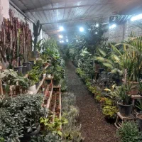 واگذاری ۳۰۰ متر گلخانه فروشگاهی