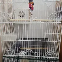 طوطی کوتوله زیبا